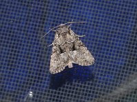 Small Brocade Moth